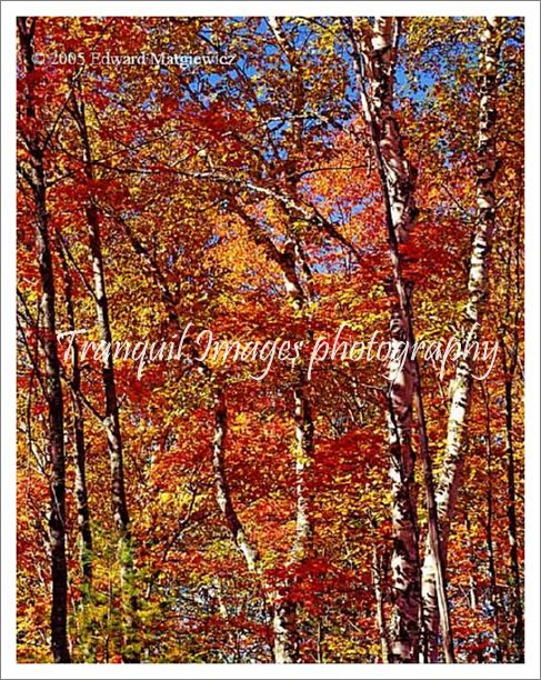 450237---A collection of brilliant colors in Hiawatha National Forest. - Copy